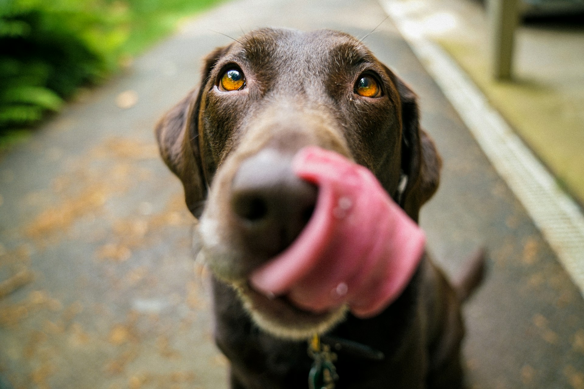 Animal Chiropractic Care