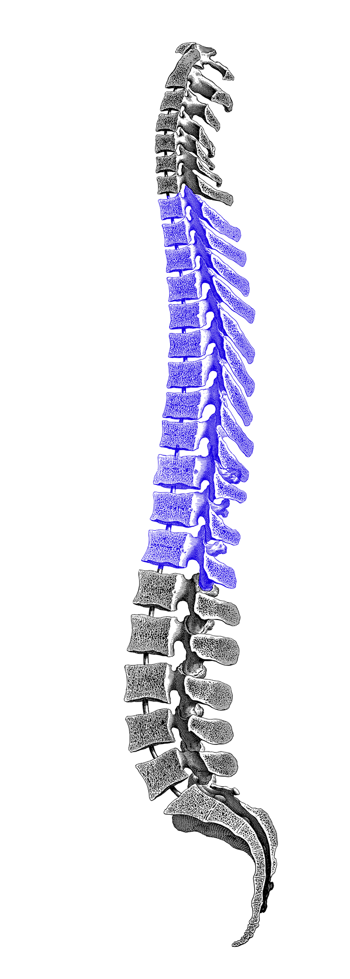 Spine diagram showing Thoracic Spine (Th1-Th12)